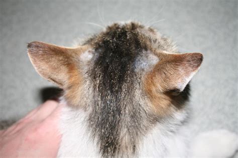 kedilerde kulak tüyü dökülmesi